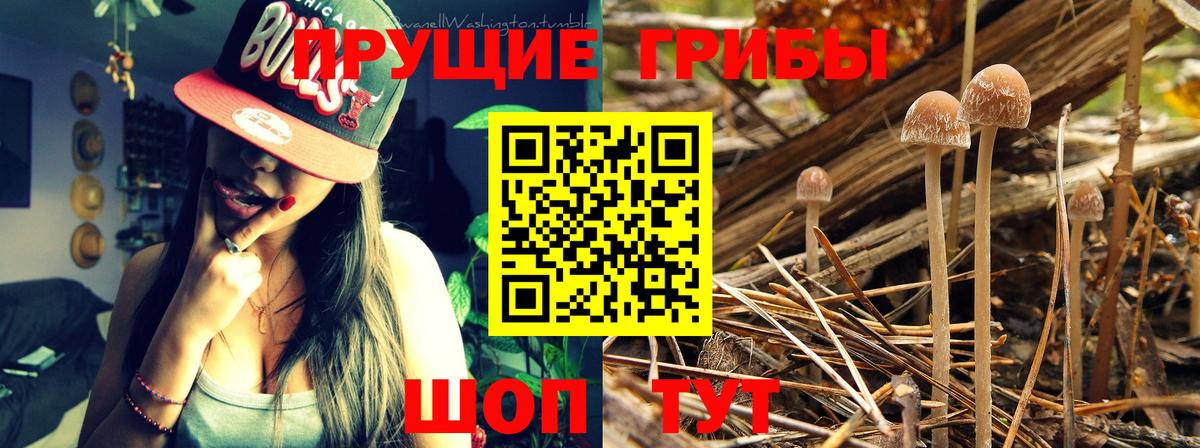 Галлюциногенные грибы Cubensis Кисловодск